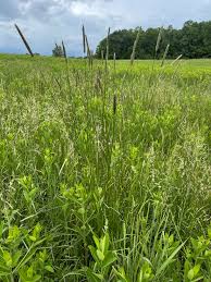 Attēlu rezultāti vaicājumam “Alopecurus pratensis”