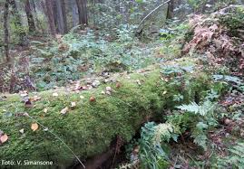 Attēlu rezultāti vaicājumam “Neckera complanata”