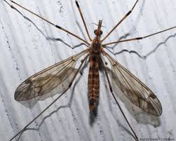 Attēlu rezultāti vaicājumam “Tipulidae female”