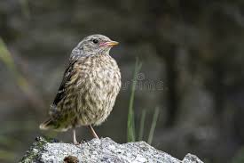 Image result for Prunella collaris