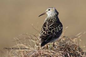 Image result for Calidris melanotos