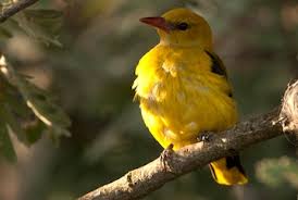 Attēlu rezultāti vaicājumam “Oriolus oriolus female”