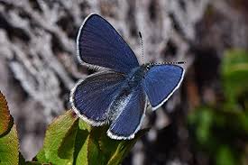 Attēlu rezultāti vaicājumam “Vacciniina optilete underside”