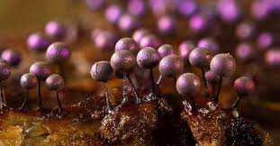 Attēlu rezultāti vaicājumam “Lycogala roseosporum macro”