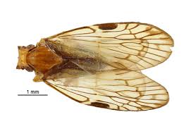 Attēlu rezultāti vaicājumam “Cixiidae”
