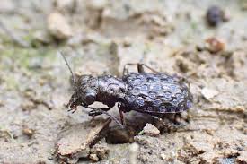 Attēlu rezultāti vaicājumam “Elaphrus cupreus”