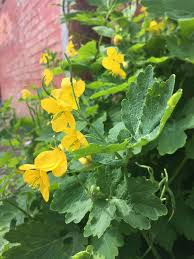 Image result for Chelidonium majus