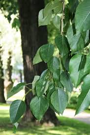 Attēlu rezultāti vaicājumam “Populus laurifolia”