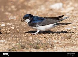 Attēlu rezultāti vaicājumam “Delichon urbicum”