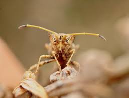 Attēlu rezultāti vaicājumam “Coreus marginatus imago”