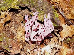 Attēlu rezultāti vaicājumam “Clavulina amethystina”