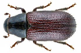 Attēlu rezultāti vaicājumam “Tomicus minor”