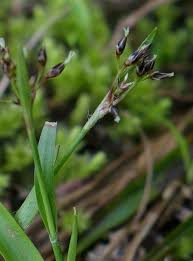 Attēlu rezultāti vaicājumam “Luzula pilosa flower”