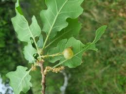 Attēlu rezultāti vaicājumam “Neuroterus quercusbaccarum”