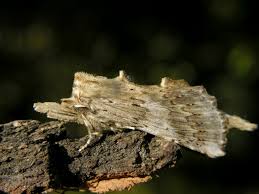 Attēlu rezultāti vaicājumam “Pterostoma palpina”