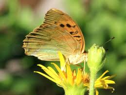 Attēlu rezultāti vaicājumam “Argynnis paphia underside”