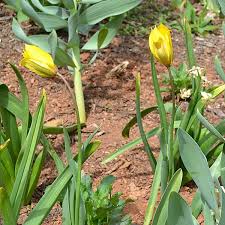 Attēlu rezultāti vaicājumam “Tulipa sylvestris”