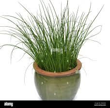 Image result for Schnittlauch