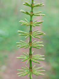 Attēlu rezultāti vaicājumam “Equisetum pratense”