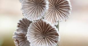 Attēlu rezultāti vaicājumam “Badhamia lilacina young”