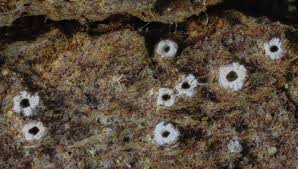 Attēlu rezultāti vaicājumam “Stictis”