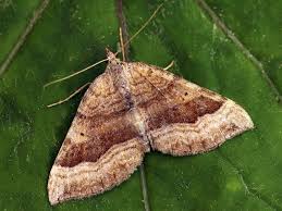 Attēlu rezultāti vaicājumam “Scotopteryx chenopodiata”