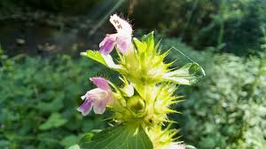 Attēlu rezultāti vaicājumam “Galeopsis bifida flower”