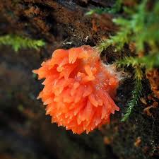 Attēlu rezultāti vaicājumam “Tubifera sp.”