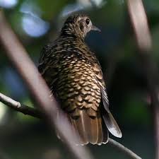 Image result for Zoothera dauma