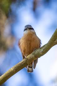 Attēlu rezultāti vaicājumam “Sitta europaea male”