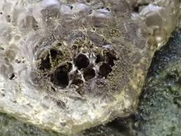 Attēlu rezultāti vaicājumam “Enteridium olivaceum”