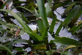 Attēlu rezultāti vaicājumam “Stratiotes aloides”