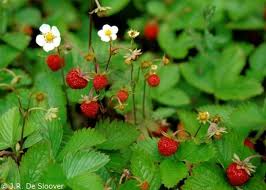 Attēlu rezultāti vaicājumam “Fragaria viridis fruit”