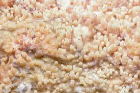 Attēlu rezultāti vaicājumam “Mycoacia fuscoatra”