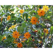 Attēlu rezultāti vaicājumam “Tubifera sp.”