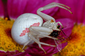 Attēlu rezultāti vaicājumam “Misumena vatia”