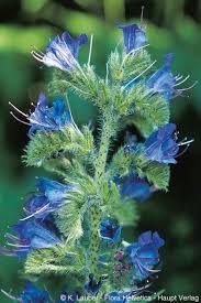 Attēlu rezultāti vaicājumam “Echium vulgare leaf”
