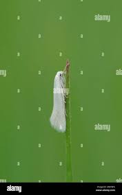 Attēlu rezultāti vaicājumam “Elachista argentella”