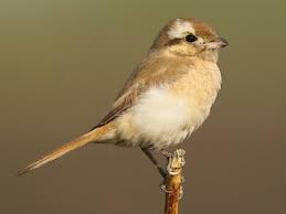 Image result for Lanius isabellinus