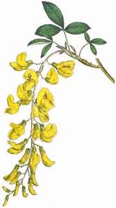 Attēlu rezultāti vaicājumam “Laburnum alpinum flower”