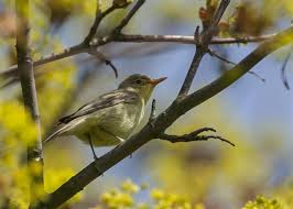 Attēlu rezultāti vaicājumam “Hippolais icterina”