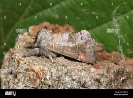 Attēlu rezultāti vaicājumam “Clostera pigra”