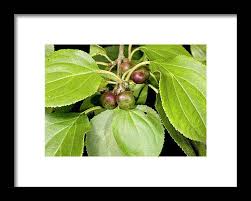 Attēlu rezultāti vaicājumam “Rhamnus cathartica fruit”