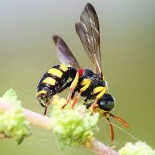 Attēlu rezultāti vaicājumam “Cerceris arenaria”