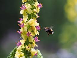 Image result for Königskerzen