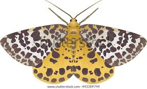 Attēlu rezultāti vaicājumam “Arichanna melanaria”