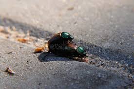 Attēlu rezultāti vaicājumam “Anomala dubia”