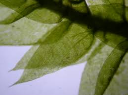 Attēlu rezultāti vaicājumam “Leskea polycarpa macro”