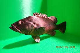 Image result for Epinephelus marginatus