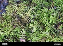 Attēlu rezultāti vaicājumam “Abietinella abietina”